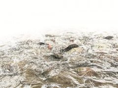 ”明阳“垦小鲜”工场担任人黎灿阳暗示